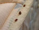 Advances In Bed Bug Control Images