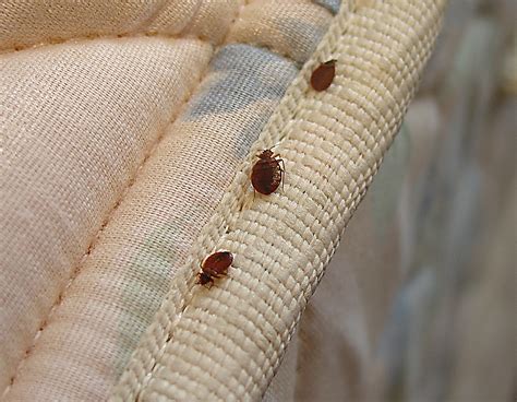 Bed Bugs In Hotel Bedding Open Press Room
