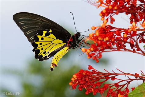 Butterflies Of Singapore Life History Of The Common Birdwing