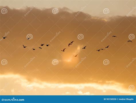 鸟群在日落的 库存照片 图片 包括有 和平 自由 敌意 超过 转接 双翼飞机 要素 羽毛 90158550