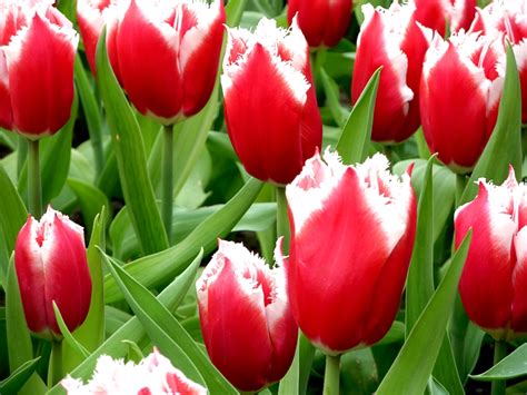 Nationaler tulpentag in amsterdam in der hauptstadt amsterdam, welche zu den schönsten städten in holland zählt, wird die tulpenblüte in holland offiziell eingeläutet. Tulpenblüte in Holland: Wo blühen die schönsten Tulpen?