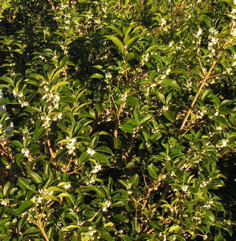 Ligustrum texanum arbusti ornamentali sempreverdi online. Osmanthus aquifolium - arbusti ornamentali sempreverdi ...