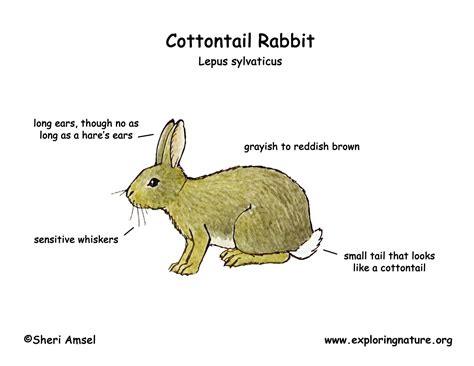 Wild Rabbit Life Cycle