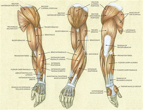 Labeled Diagram Of Forearm Muscles Wrist And Hand