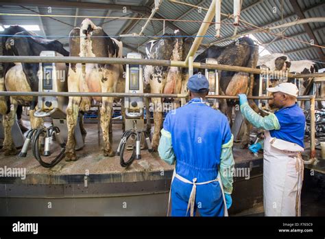 South Africa Cows Being Milked On Dairy Farm Stock Photo Alamy