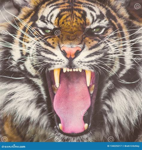 Roaring Sumatran Tiger Showing Teeth Stock Image Image Of Sumatran Sumatra 134225217