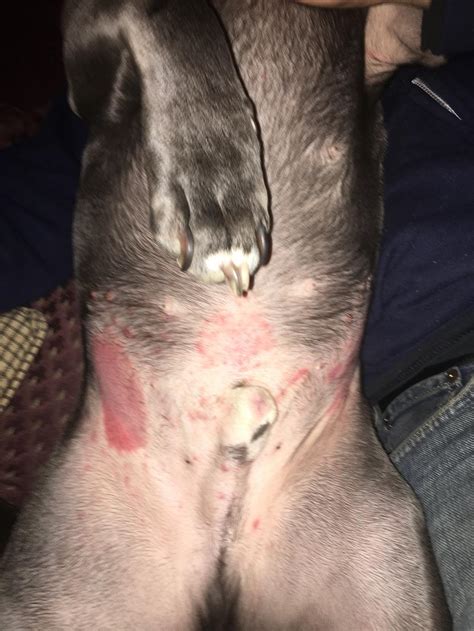 My Dog Has Had Red Patches Of Skin On His Belly For About 2 Weeks Now