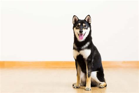 Black Shiba Inu An Ultimate Guide For Future Owners