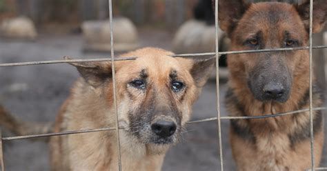 Pet adoption from storm rescues. 165 German Shepherds Rescued - Atlanta Humane Society