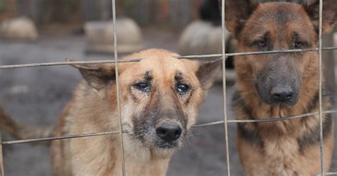 The german shepherd, formerly called 'alsatian wolf dog' in the uk, is a type of breed of dog that originated as far back as the 18th century. 165 German Shepherds Rescued - Atlanta Humane Society