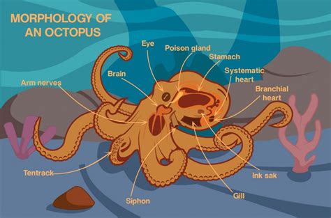 Octopus Hearts: How Many Hearts Does an Octopus Have?