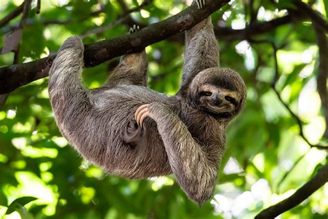 Three Toed Sloth Animal Olympics