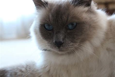 top   beautiful cat breeds   world  mysterious world