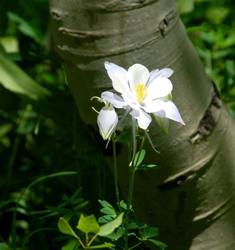 How can i send flowers to bangalore from the united states? Fine Art of Photography: COLUMBINE COLORADO STATE FLOWER 2010