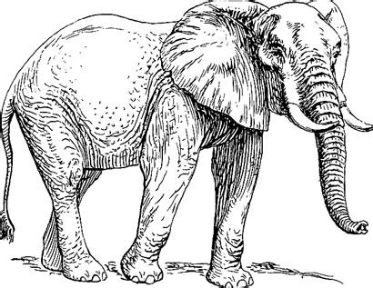 Bilder zum ausmalen bilder, cliparts, grafiken kostenlos zum herunterladen. Afrikanische Tiere Ausmalbilder Afrika