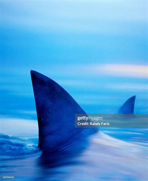 Shark Fins Cutting Surface Of Water High Res Stock Photo Getty Images