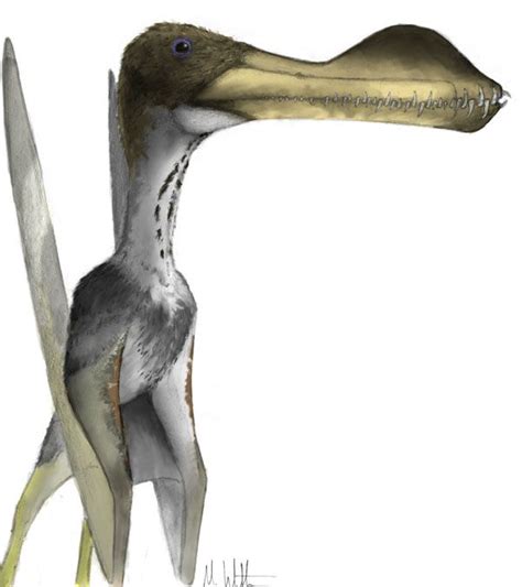 Fossil Fragment Reveals Giant Toothy Pterosaur Live Science