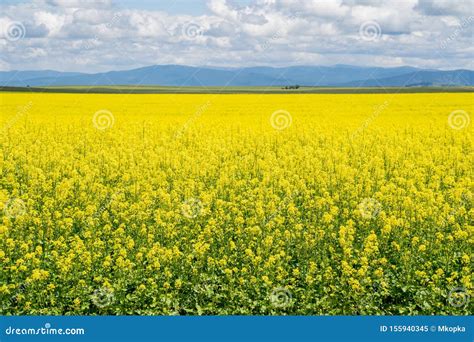 Seemingly Endless Field Of Yellow Mustard Plants In Bloom In The