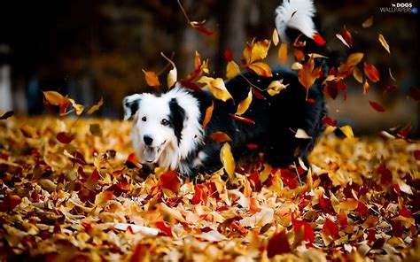 Cute Autumn Dog Wallpapers Top Free Cute Autumn Dog Backgrounds