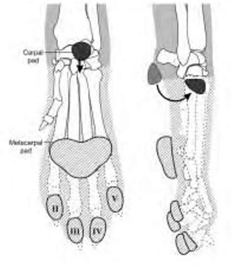 When this extreme flexion occurs, the supporting ligaments in the carpus can become strained or torn, causing injury. Cat Paws