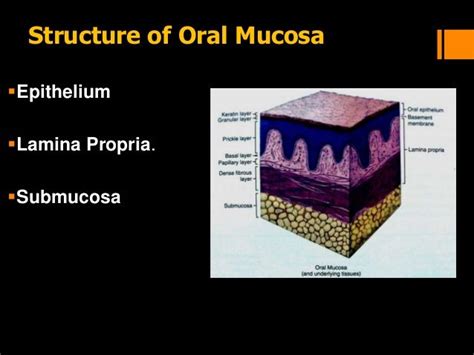 Histology Of Oral Mucous Membrane And Gingiva Oral Membrane Dentistry