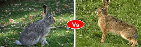 Rabbit Vs Hare Vs Bunny Difference And Comparison