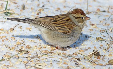 Chipping Sparrows In The Winter Feederwatch