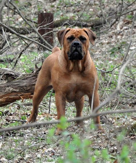 Boerboels are not only known for their loyal , intelligent and protective nature but. Drunk Nothings: Bad Ass Dog #8 Derek should get South ...
