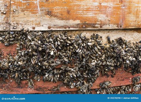 Barnacles On A Boat Amazing Wallpapers