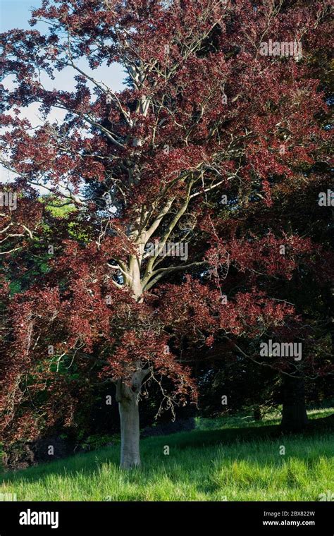 Fagus Sylvatica F Purpurea Copper Beech Tree In Spring Uk Stock Photo