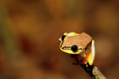 Beautiful Yellow Tree Frog Madagascar Photograph By Artush Foto