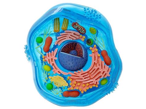 Eukaryotic cells are more complex and have more components than their counterparts, prokaryotic cells. Nucleus - The command center of the cell and contains the...