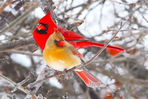 A Male And Female Northern Cardinal Perch Close Together On A Blustery