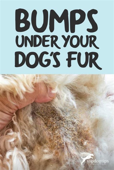 There Are Bumps Under Your Dogs Fur Heres 5 Things It Could Be Top