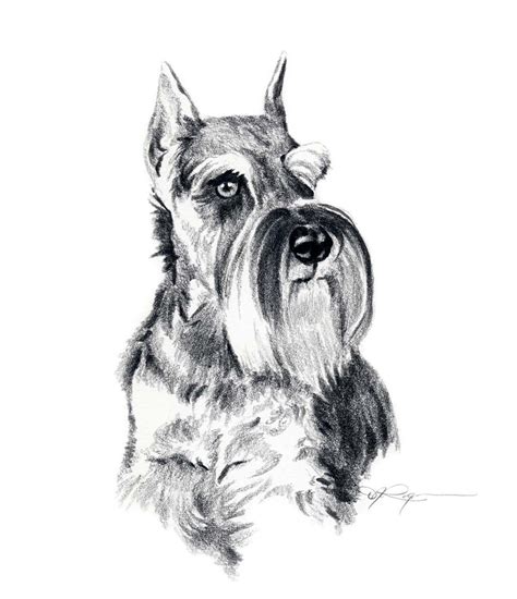 Schnauzer Dog Pencil Drawing Art Print By Artist Dj Rogers Etsy