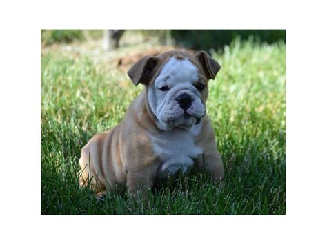 Looking for the perfect dog names for bulldog puppies? English Bulldog-DOG-Female-Fawn / White-1824130-Petland ...