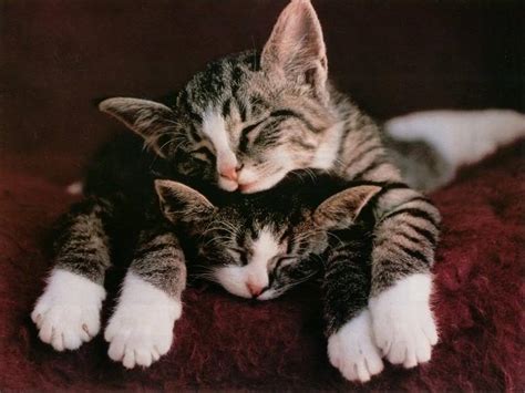 You can find all the things we find so adorable and cute in this stock! Cute Kittens - Kittens Photo (13247967) - Fanpop