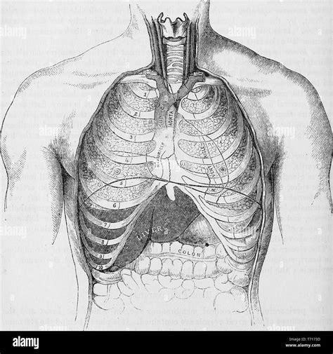 Anatomy Illustration Of The Frontal View Of A Male Human Chest From