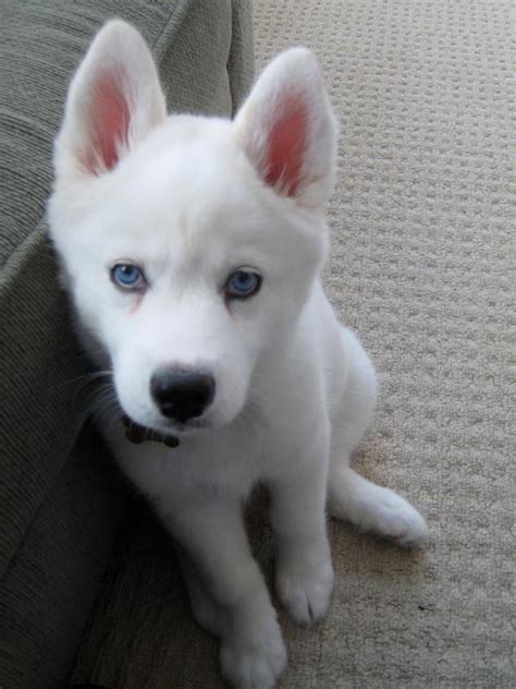 2323 Best Huskey Puppies Images On Pinterest Baby