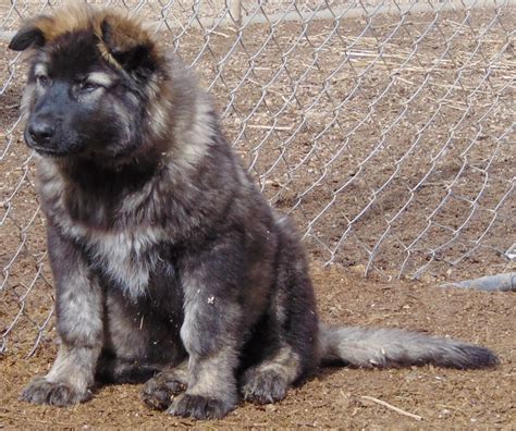 Wolf Puppies For Sale Near Me Petswall
