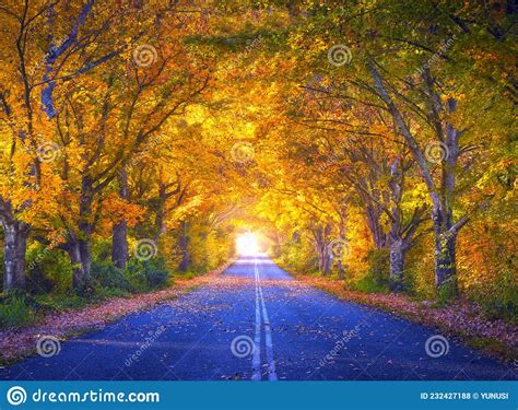 Autumn Landscape With Forest Stream On Sunny Fall Day Stock Photo