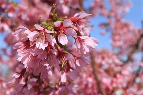 Fotos Gratis árbol Rama Fruta Pétalo Florecer Comida Primavera