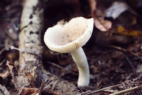 White Gilled Mushroom Stock Photo Download Image Now Beauty In