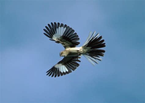 Northern Mockingbird In Flight Northern Mockingbird In Fli Flickr