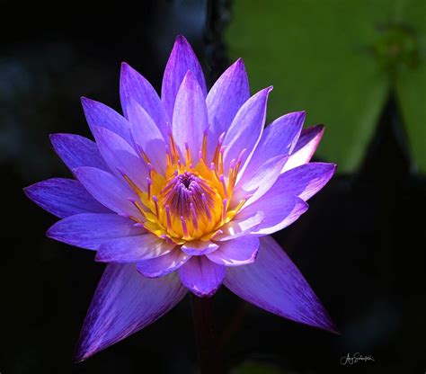 Egyptian Lotus Photograph By Amy Sandersfeld Pixels