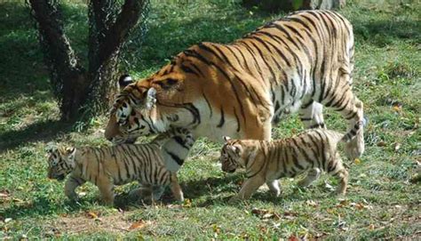 Resumen de artículos que comen los tigres actualizado recientemente sp damri edu vn