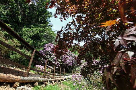 Oasi Zegna Biella Conca Dei Rododendri Tra La Metà Di Flickr