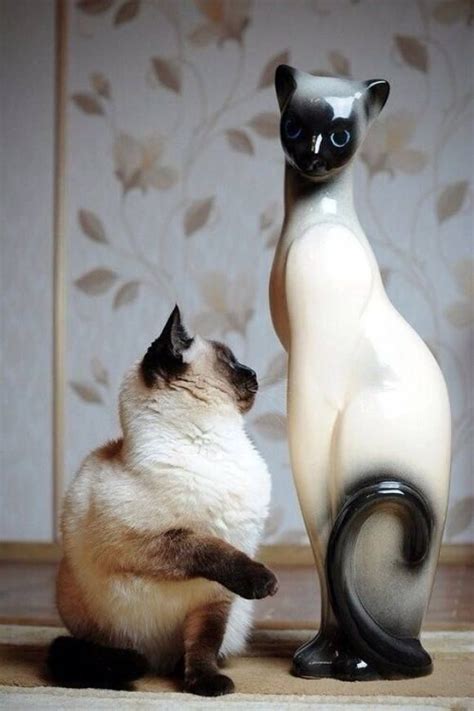 Awesome Picture Cats Siamese Cats Crazy Cats