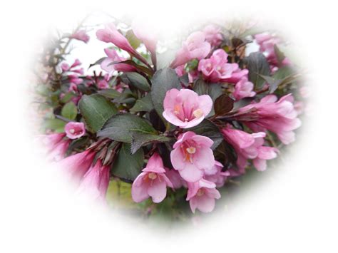 Безплатна снимка клон цвят растение венчелистче обичам романтика