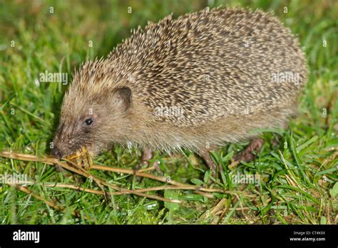 Western European Hedgehog Stock Photo Alamy
